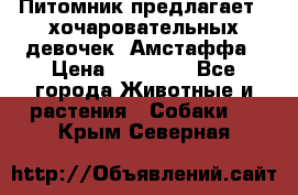 Питомник предлагает 2-хочаровательных девочек  Амстаффа › Цена ­ 25 000 - Все города Животные и растения » Собаки   . Крым,Северная